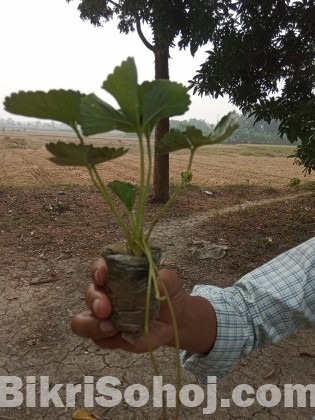 STRAWBERRY PLANTS